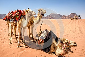 Camels in desert landscape under blue skies