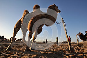 Camels in the desert