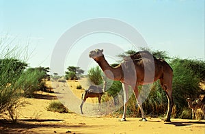 Camels in the desert, Mauritania