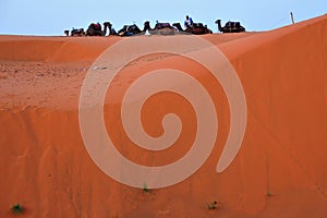 Camels in the desert of Morocco