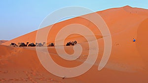 Camels in the desert of Morocco