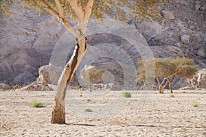 Camels, desert, mountains and acacia trees