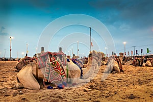 Camels on desert Safari traditional festival in Abqaiq -Saudi Arabia photo