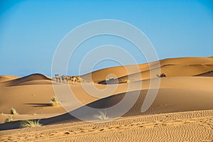 Camels in desert of Sahara, Morocco