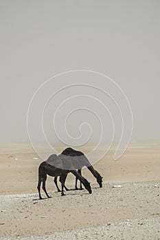 Camels on desert photo