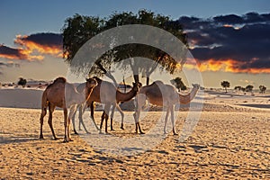 Camels in the desert at sunset