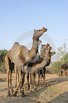 Camels in desert Thar during Pushkar Camel Fair, Rajasthan, India