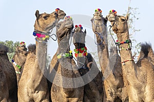 Camels in desert Thar during Pushkar Camel Fair, Rajasthan, India