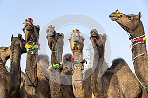 Camels in desert Thar during Pushkar Camel Fair, Rajasthan, India