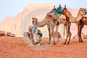 Camels in the desert Wadi Rum, Jordan