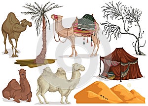 Camels in different poses, sand dune of desert, nomad tent, dried and palm tree. Collection scenery design elements. Isolated obje
