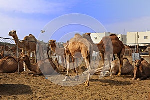 Camels at Doha market