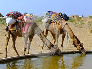 Camels dring from reservoir in a small village during camel safari, Thar desert, India