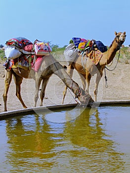 Camels dring from reservoir in a small village during camel safari, Thar desert, India