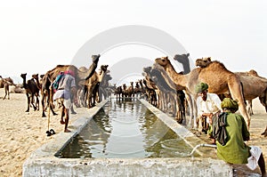 Camels drinking, Pushkar India