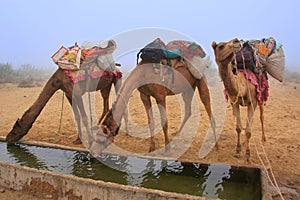 Camels drinking from reservoir in a morning fog during camel safari, Thar desert, Rajasthan, India