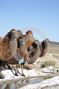 Camels Drinking Water