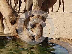 Camels drinking at a watering station in the Saudi Arabian desert