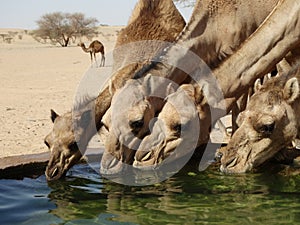 Camels drinking at a watering station in the Saudi Arabian desert