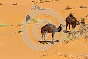 Dromedary Camels. Erg Chebbi, Morocco, Africa