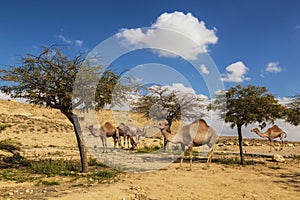 Camels dromedaries walking in the Negev desert,