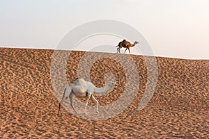 Camels in the Dubai Desert, United Arab Emirates