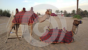 Camels in Dubai& x27;s desert