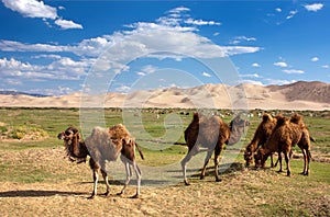 Camels dune desert - mongolia