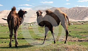 Camels dune desert - mongolia