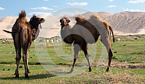 Camels dune desert - mongolia photo