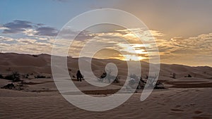 Camels among the dunes in the Sahara Desert at sunset