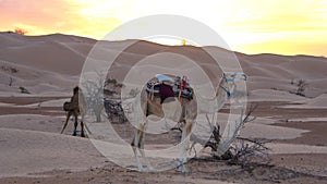 Camels among the dunes in the Sahara Desert at sunset