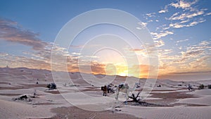 Camels among the dunes in the Sahara Desert at sunset