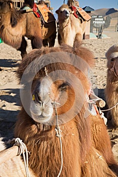 Camels at Echoing sand mountain and crescent lake, Dunhuang, Gansu Province