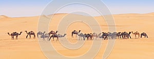 Camels in the Empty Quarter