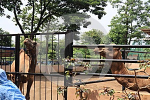 camels entertain tourists with their actions at the Semarang Zoo