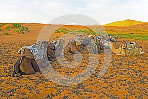 Camels in the Erg Chebbi desert in Morocco