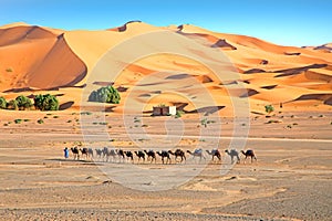 Camels in the Erg Shebbi desert in Morocco