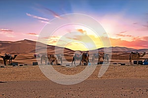 Camels in the Erg Shebbi desert in Morocco