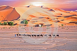 Camels in the Erg Shebbi desert in Morocco