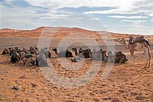 Camels in the Erg Shebbi desert in Morocco