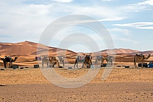 Camels in the Erg Shebbi desert in Morocco