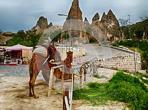 Camels and fairy chimneys in Cappadocia