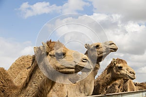 Camels on the farm begging for food