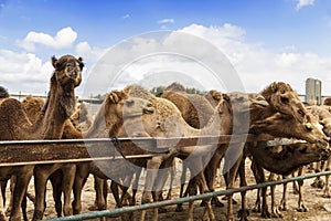 Camels on the farm begging for food from tourists