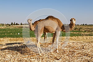 Camels in Fayoum