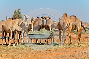 Camels at a feeding trough