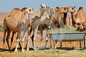 Camels at a feeding trough