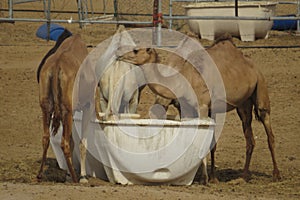 Camels Feeding in UAE Desert
