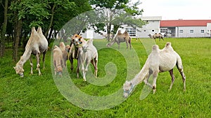 Camels on the field